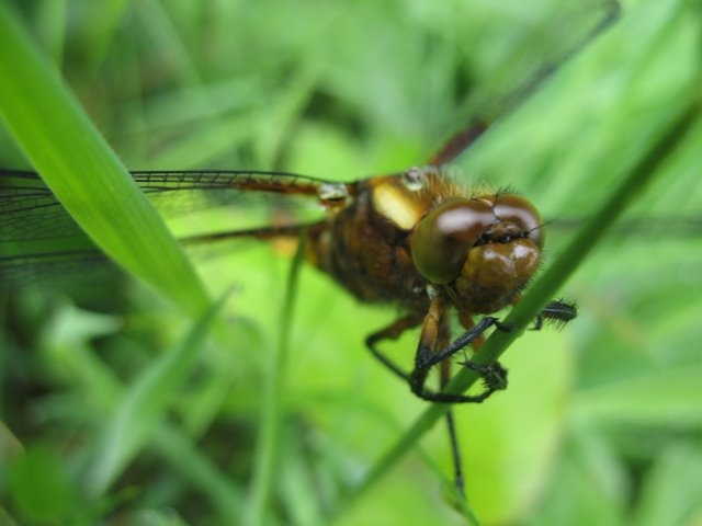 Libellula depressa 005